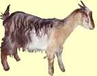 Feral or Bush Goat
